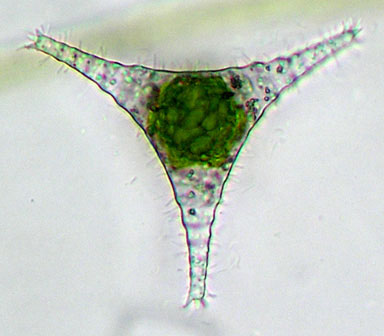 Staurastrum manfeldtii